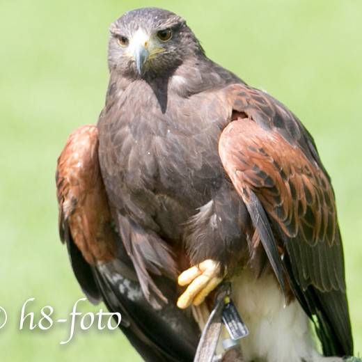 Adler-0759.jpg   