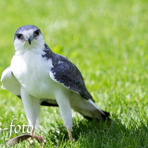 Adler-0773.jpg   