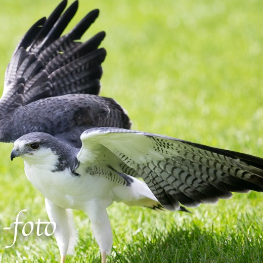 Adler-0784.jpg   