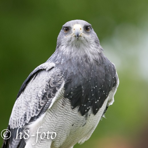 Adler-0839.jpg   