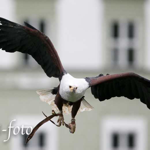 Adler-0922.jpg   