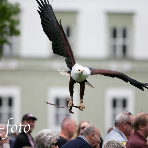 Adler-0923.jpg   