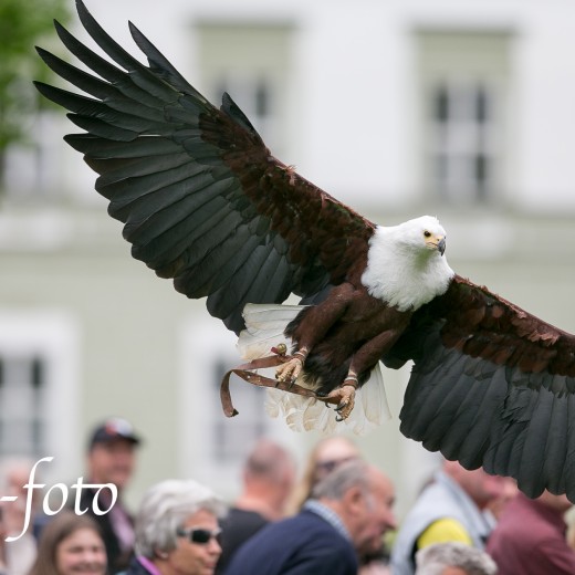 Adler-0926.jpg   Adler 
in Kloster Fürstenfeld
 
Foto: © Sedlmayr - s8-foto.de