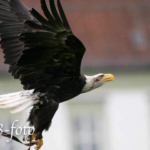 Adler-0961.jpg   Adler 
in Kloster Fürstenfeld
 
Foto: © Sedlmayr - s8-foto.de