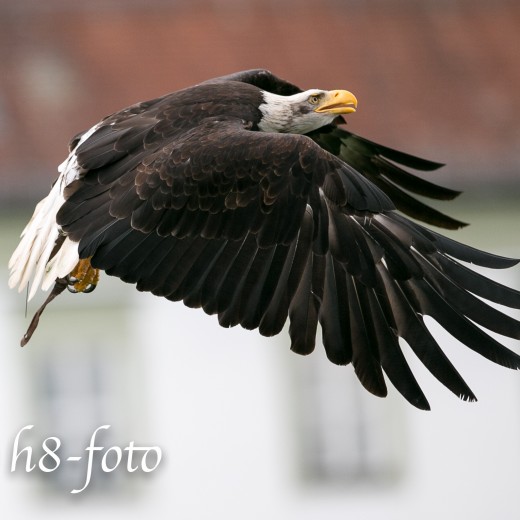 Adler-0963.jpg   Adler 
in Kloster Fürstenfeld
 
Foto: © Sedlmayr - s8-foto.de