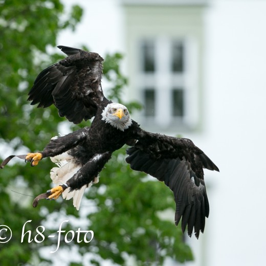 Adler-0993.jpg   Adler 
in Kloster Fürstenfeld
 
Foto: © Sedlmayr - s8-foto.de