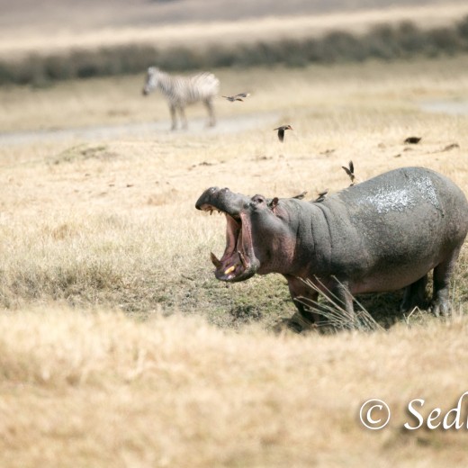 Ngoro-7562.jpg   