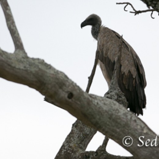 unbenannt-8535.jpg   Adler + Geier in Tansania Serengeti
Foto: © Johann Sedlmayr - s8-foto.de