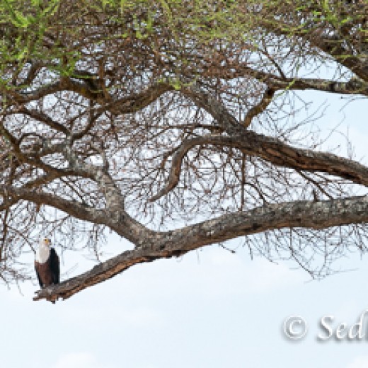 Adler-7830.jpg   Adler + Geier in Tansania Serengeti
Foto: © Johann Sedlmayr - s8-foto.de