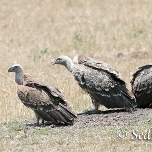 Geier-8892.jpg   Adler + Geier in Tansania Serengeti
Foto: © Johann Sedlmayr - s8-foto.de