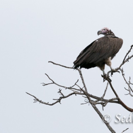 Adler-8532.jpg   Adler + Geier in Tansania Serengeti
Foto: © Johann Sedlmayr - s8-foto.de