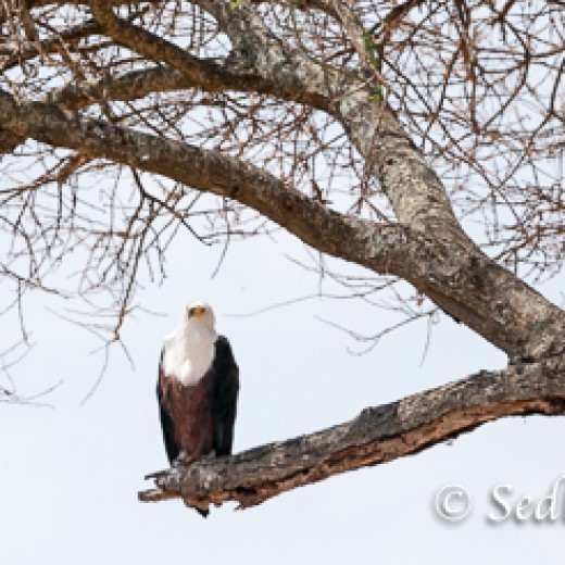 Adler-9789.jpg   Adler + Geier in Tansania Serengeti
Foto: © Johann Sedlmayr - s8-foto.de