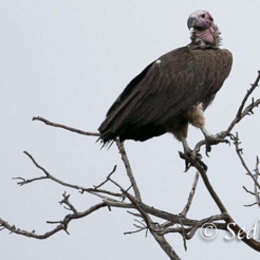 Geier-8533.jpg   Adler + Geier in Tansania Serengeti
Foto: © Johann Sedlmayr - s8-foto.de