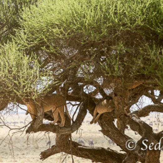 Baumlöwe-7799.jpg   Baumlöwen, Löwe, Tansania, Serengeti, Safari
Foto: © Johann Sedlmayr - s8-foto.de