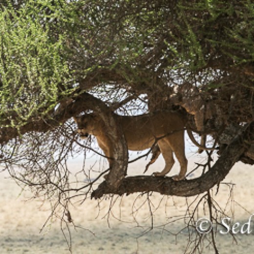Baumlöwe-7800.jpg   Baumlöwen, Löwe, Tansania, Serengeti, Safari
Foto: © Johann Sedlmayr - s8-foto.de