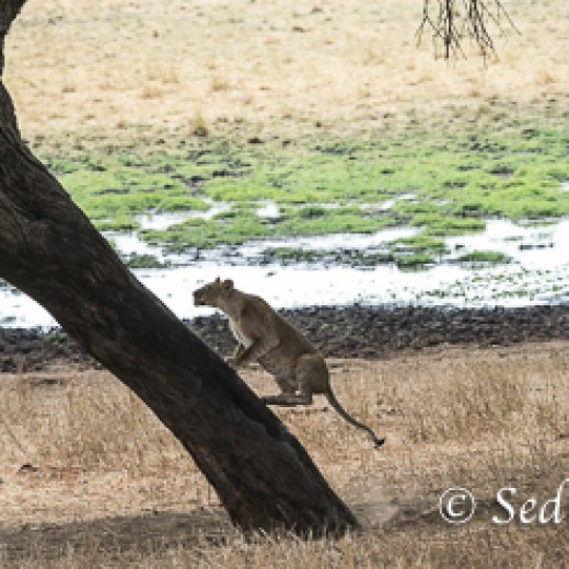 Baumlöwe-7806.jpg   Baumlöwen, Löwe, Tansania, Serengeti, Safari
Foto: © Johann Sedlmayr - s8-foto.de