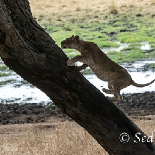 Baumlöwe-7807.jpg   Baumlöwen, Löwe, Tansania, Serengeti, Safari
Foto: © Johann Sedlmayr - s8-foto.de