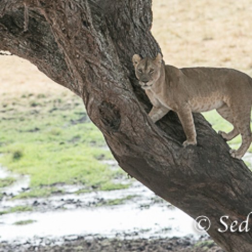 Baumlöwe-7809.jpg   Baumlöwen, Löwe, Tansania, Serengeti, Safari
Foto: © Johann Sedlmayr - s8-foto.de
