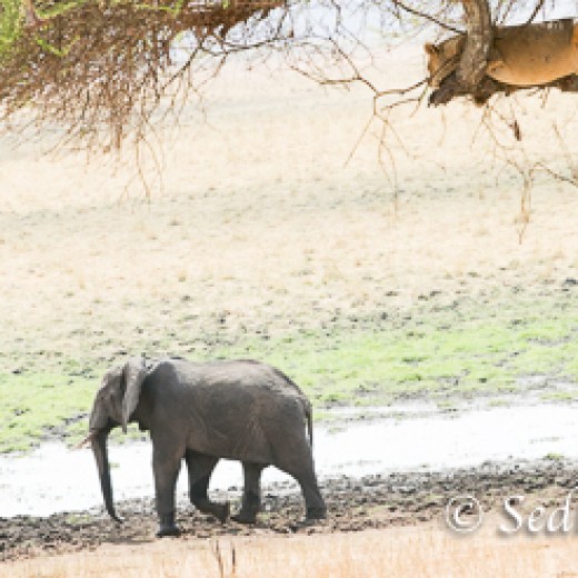 Baumlöwe-7822.jpg   Baumlöwen, Löwe, Tansania, Serengeti, Safari
Foto: © Johann Sedlmayr - s8-foto.de