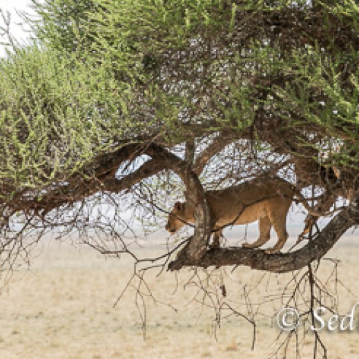 Baumlöwe-7815.jpg   Baumlöwen, Löwe, Tansania, Serengeti, Safari
Foto: © Johann Sedlmayr - s8-foto.de