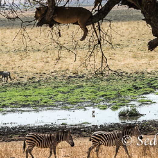 Baumlöwe-7826.jpg   Baumlöwen, Löwe, Tansania, Serengeti, Safari
Foto: © Johann Sedlmayr - s8-foto.de