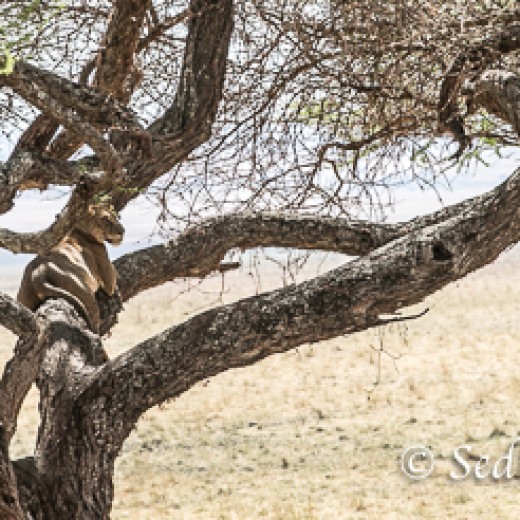 Baumlöwe-7825.jpg   Baumlöwen, Löwe, Tansania, Serengeti, Safari
Foto: © Johann Sedlmayr - s8-foto.de