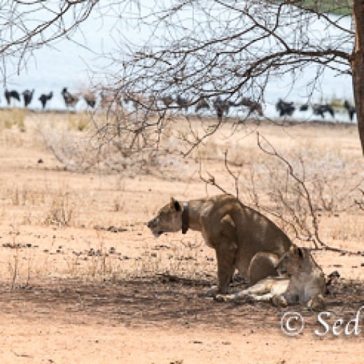 Baumlöwe-7863.jpg   Baumlöwen, Löwe, Tansania, Serengeti, Safari
Foto: © Johann Sedlmayr - s8-foto.de