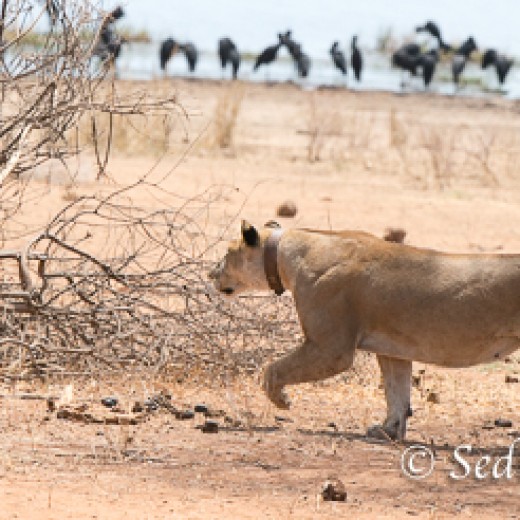 Baumlöwe-7865.jpg   Baumlöwen, Löwe, Tansania, Serengeti, Safari
Foto: © Johann Sedlmayr - s8-foto.de