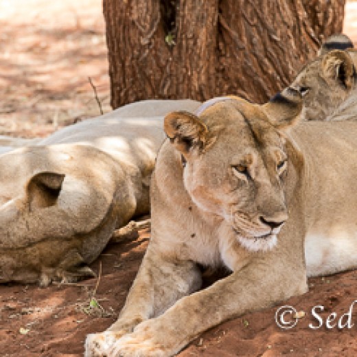 Baumlöwe-7901.jpg   Baumlöwen, Löwe, Tansania, Serengeti, Safari
Foto: © Johann Sedlmayr - s8-foto.de