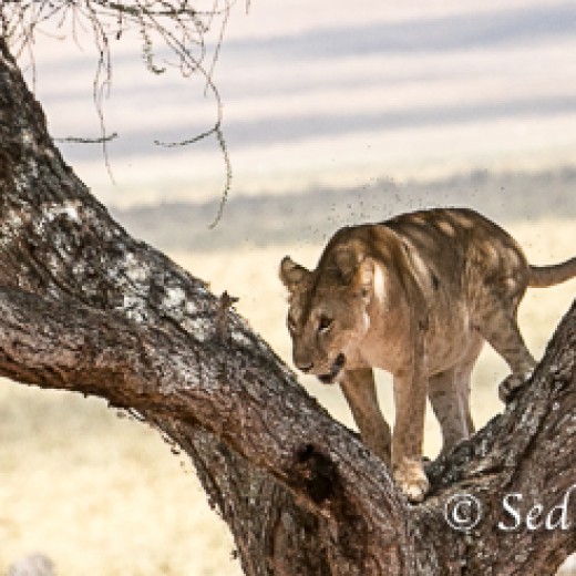 Baumlöwe-7959.jpg   Baumlöwen, Löwe, Tansania, Serengeti, Safari
Foto: © Johann Sedlmayr - s8-foto.de