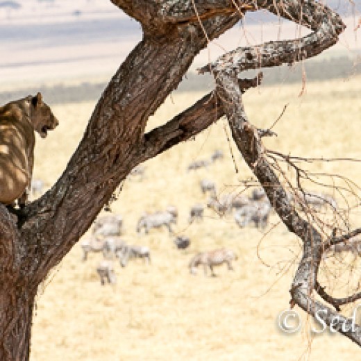 Baumlöwe-7958.jpg   Baumlöwen, Löwe, Tansania, Serengeti, Safari
Foto: © Johann Sedlmayr - s8-foto.de
