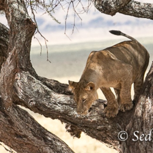 Baumlöwe-7982 Kopie.jpg   Baumlöwen, Löwe, Tansania, Serengeti, Safari
Foto: © Johann Sedlmayr - s8-foto.de