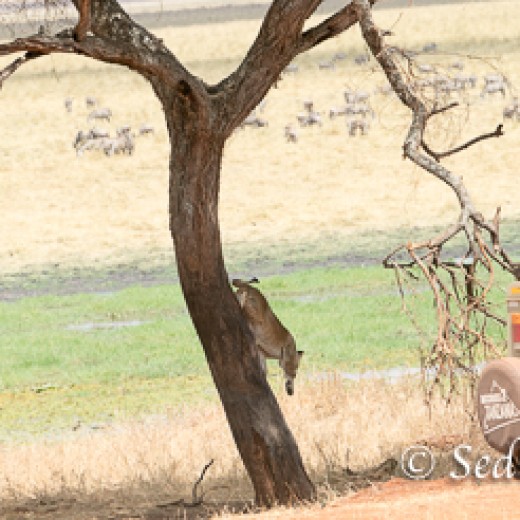 Baumlöwe-7962.jpg   Baumlöwen, Löwe, Tansania, Serengeti, Safari
Foto: © Johann Sedlmayr - s8-foto.de