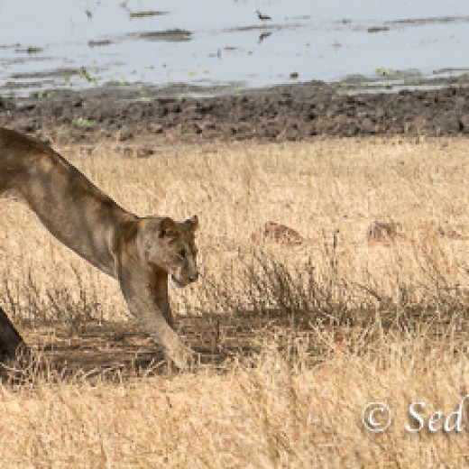 Baumlöwe-7989.jpg   Baumlöwen, Löwe, Tansania, Serengeti, Safari
Foto: © Johann Sedlmayr - s8-foto.de