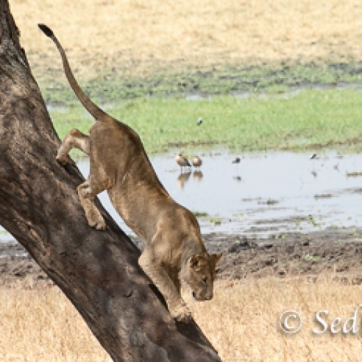 Baumlöwe-7988.jpg   Baumlöwen, Löwe, Tansania, Serengeti, Safari
Foto: © Johann Sedlmayr - s8-foto.de