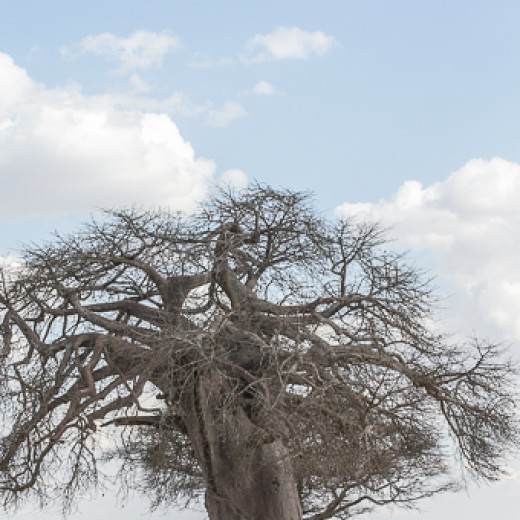 Baobab-9955.jpg   Baobab oder Affenbrotbaum in der Serengeti Tansania
Foto: © Sedlmayr - s8-foto
www.s8-foto.de