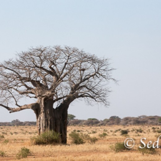 Baobab-9699.jpg   Baobab oder Affenbrotbaum in der Serengeti Tansania
Foto: © Sedlmayr - s8-foto
www.s8-foto.de