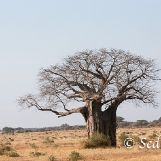 Baobab-9700.jpg   Baobab oder Affenbrotbaum in der Serengeti Tansania
Foto: © Sedlmayr - s8-foto
www.s8-foto.de+