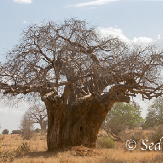 Baobab-9948.jpg   Baobab oder Affenbrotbaum in der Serengeti Tansania
Foto: © Sedlmayr - s8-foto
www.s8-foto.de