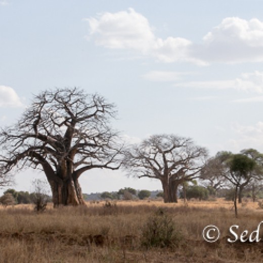 Baobab-9949.jpg   Baobab oder Affenbrotbaum in der Serengeti Tansania
Foto: © Sedlmayr - s8-foto
www.s8-foto.de