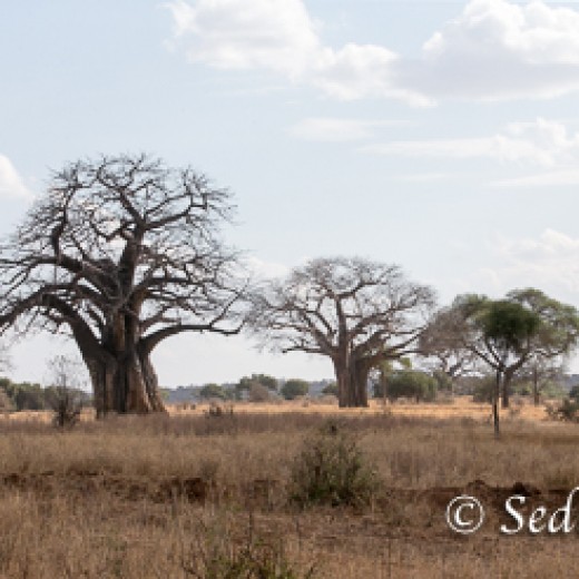 Baobab-9950.jpg   Baobab oder Affenbrotbaum in der Serengeti Tansania
Foto: © Sedlmayr - s8-foto
www.s8-foto.de
