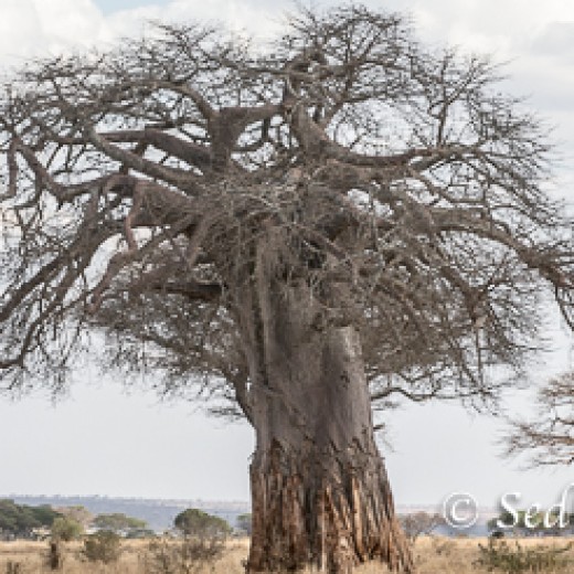 Baobab-9954.jpg   Baobab oder Affenbrotbaum in der Serengeti Tansania
Foto: © Sedlmayr - s8-foto
www.s8-foto.de