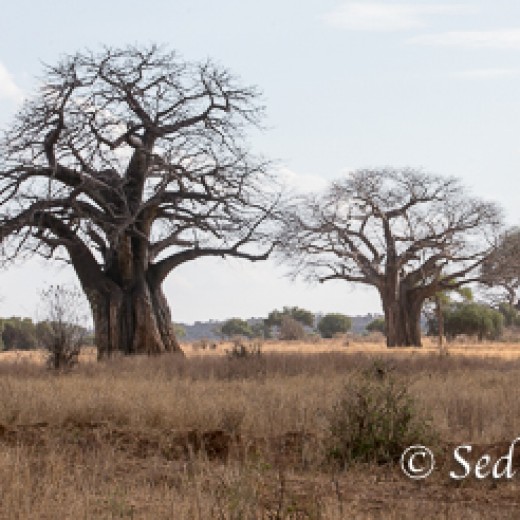 Baobab-9951.jpg   Baobab oder Affenbrotbaum in der Serengeti Tansania
Foto: © Sedlmayr - s8-foto
www.s8-foto.de
