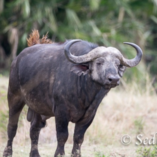 Büffel-8609.jpg   Büffel in der Serengeti in Tansania
Foto: © Sedlmayr - s8-foto www.s8-foto.de 
 