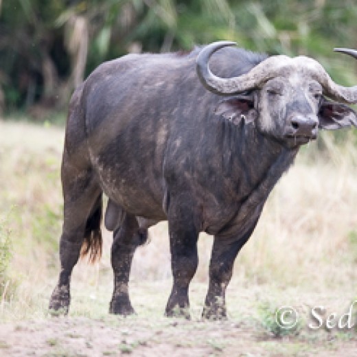 Büffel-8610.jpg   Büffel in der Serengeti in Tansania
Foto: © Sedlmayr - s8-foto www.s8-foto.de 