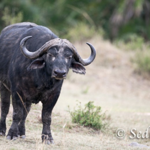 Büffel-8612.jpg   Büffel in der Serengeti in Tansania
Foto: © Sedlmayr - s8-foto www.s8-foto.de 