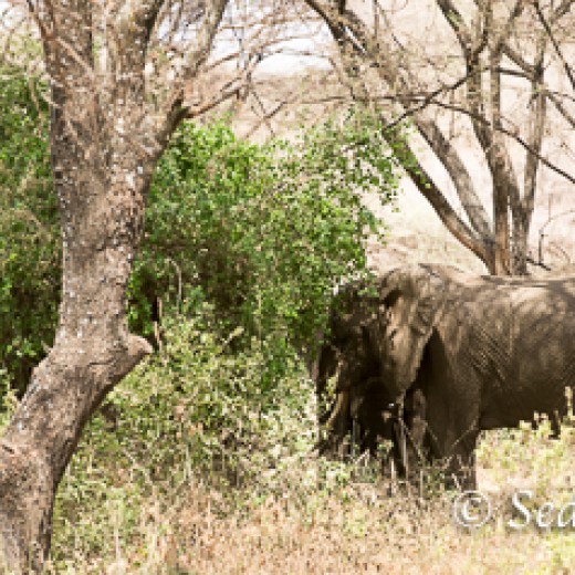 Elefant-6773.jpg   Elefanten, Tansania, Serengeti, Safari
Foto: © Johann Sedlmayr - s8-foto.de
