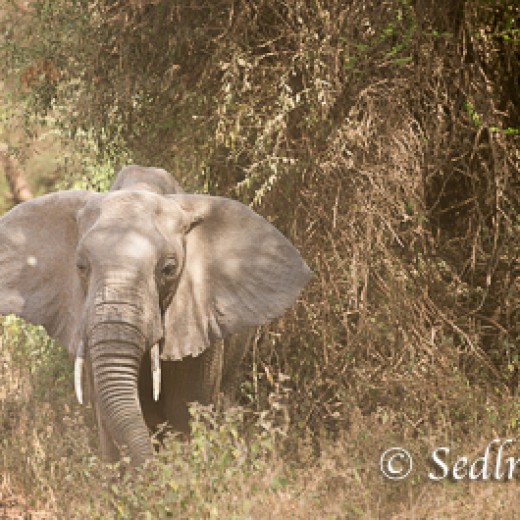 Elefant-6775.jpg   Elefanten, Tansania, Serengeti, Safari
Foto: © Johann Sedlmayr - s8-foto.de