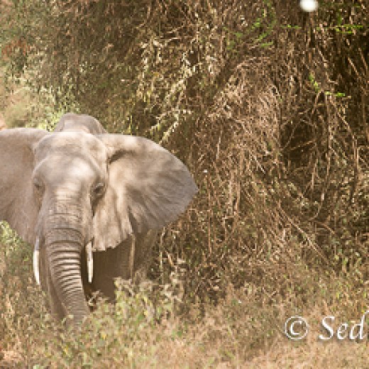 Elefant-6776.jpg   Elefanten, Tansania, Serengeti, Safari
Foto: © Johann Sedlmayr - s8-foto.de