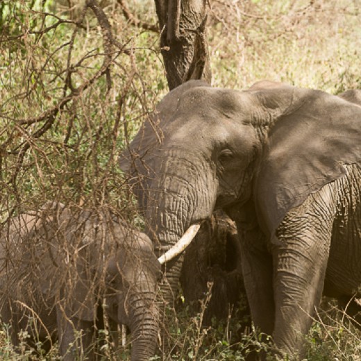 Elefant-6777.jpg   Elefanten, Tansania, Serengeti, Safari
Foto: © Johann Sedlmayr - s8-foto.de